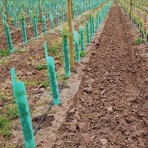 Plastic Vine Guard
