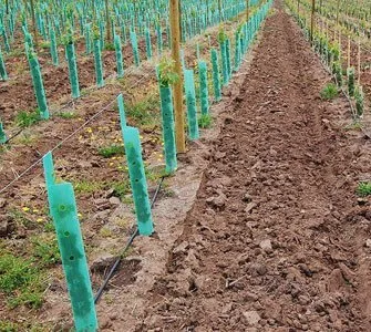 Plastic Vine Guard