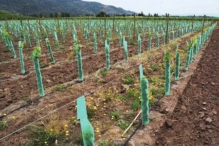Vine & Tree Guards
