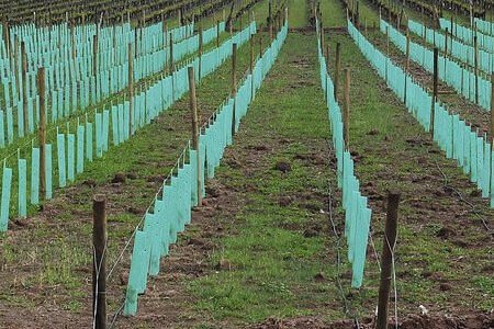 Agriculture Vine Guard